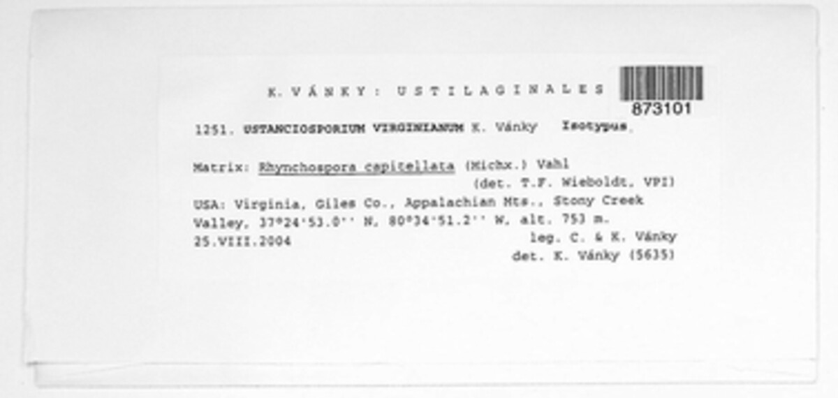 Ustanciosporium virginianum image